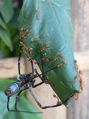 Nephila vitiana