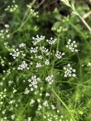 Ptilimnium capillaceum