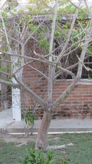 Pseudobombax palmeri