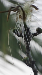 Pseudobombax palmeri