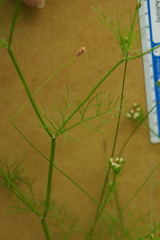 Oenantheae