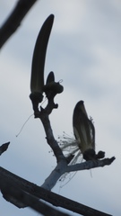 Pseudobombax palmeri