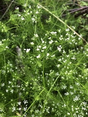 Ptilimnium capillaceum