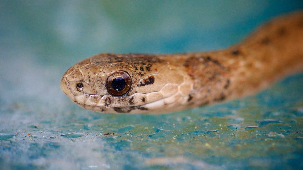 Florida Brown Snake