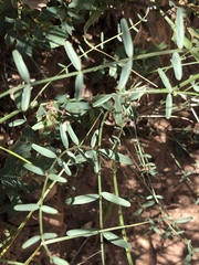 Astragalus remotus