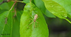 Epidaus tuberosus