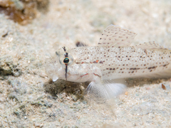 Anjer Eye-Bar Goby photo 5
