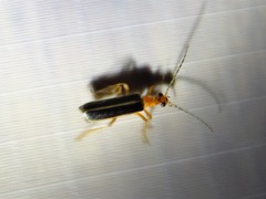 Podabrus brunnicollis