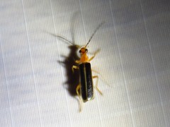 Podabrus brunnicollis