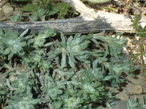 Filago pyramidata, photograph 6