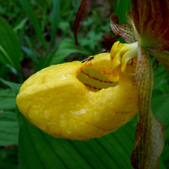 Cypripedium parviflorum pubescens