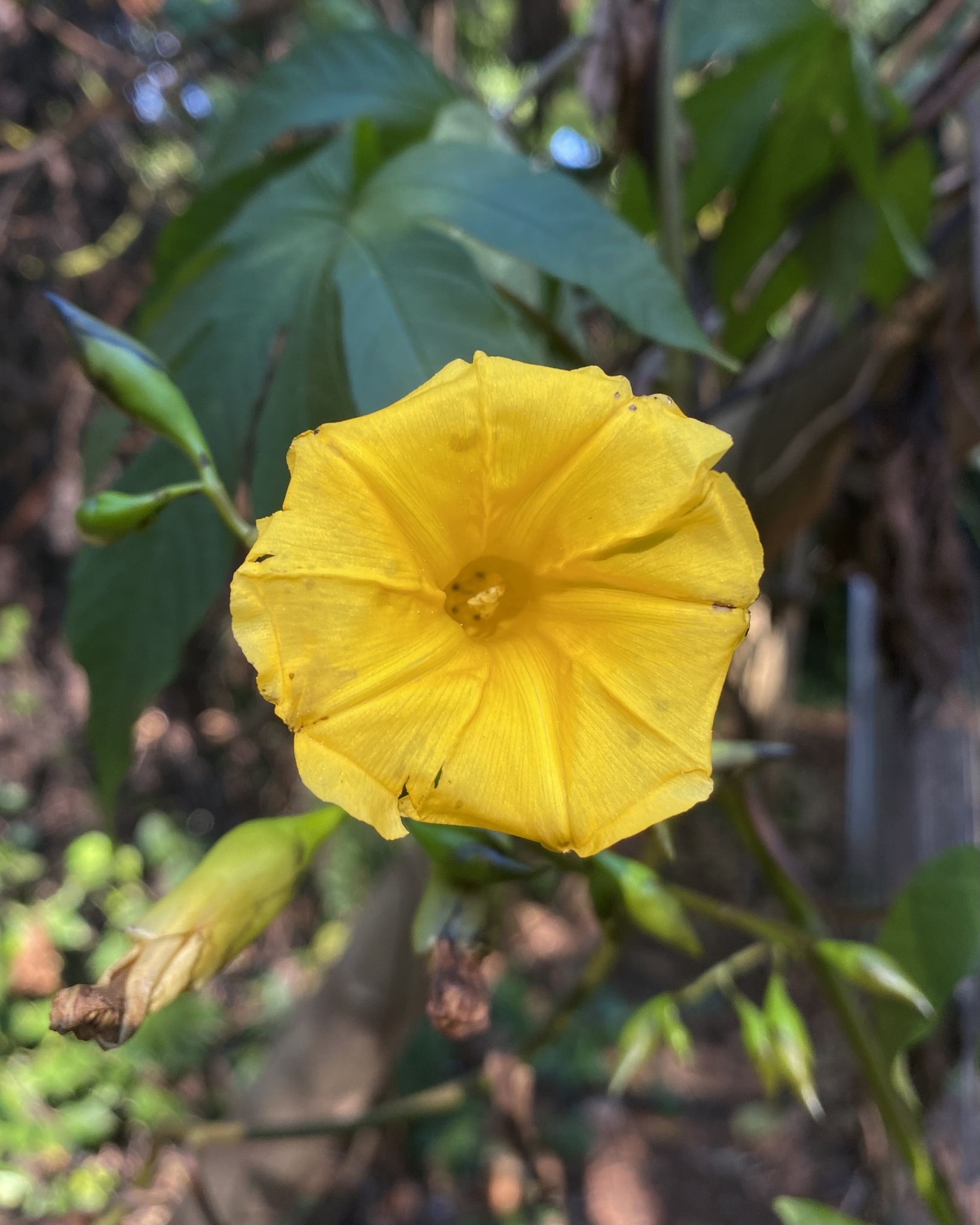 Distimake tuberosus
