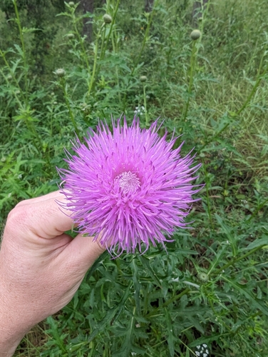 Image of Cirsium engelmannii by (c) Cleveland Powell, some rights reserved (CC BY)