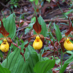 Cypripedium parviflorum pubescens