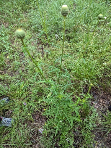 Image of Cirsium engelmannii by (c) Cleveland Powell, some rights reserved (CC BY)
