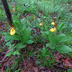 Cypripedium parviflorum pubescens
