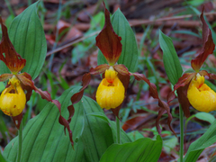 Cypripedium parviflorum pubescens