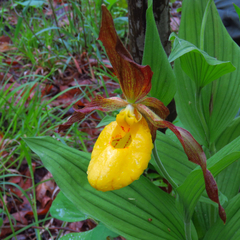 Cypripedium parviflorum pubescens