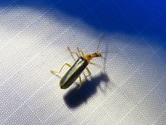 Podabrus brunnicollis