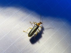 Podabrus brunnicollis