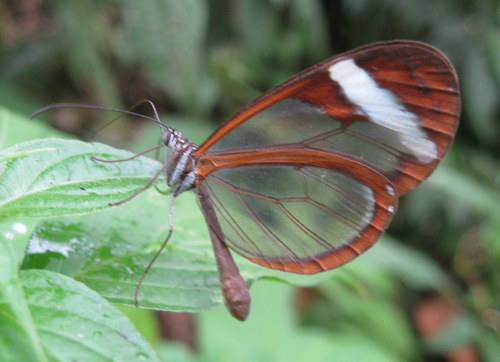 Oleria paula