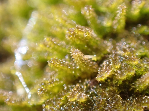 Image of Campylophyllum halleri by (c) Elias, some rights reserved (CC BY)