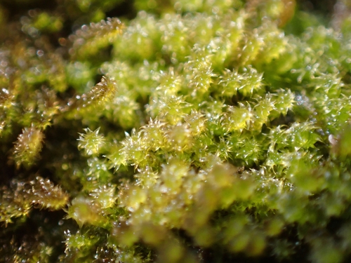 Image of Campylophyllum halleri by (c) Elias, some rights reserved (CC BY)