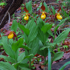 Cypripedium parviflorum pubescens