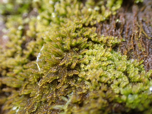 Image of Campylophyllum halleri by (c) Elias, some rights reserved (CC BY)