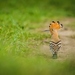 Hoopoes - Photo (c) Lioneska, some rights reserved (CC BY-NC), uploaded by Lioneska