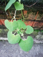 Aristolochia ringens