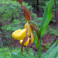 Cypripedium parviflorum pubescens