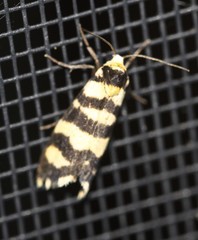 Scaptesyle equidistans