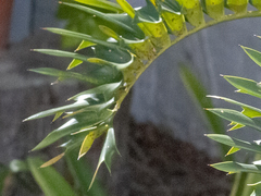 Encephalartos arenarius