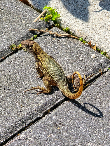 Northern Curly-tailed Lizard, Dania Beach, FL, USA, photo 7 of 10