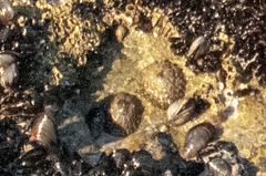 Cymbula granatina image