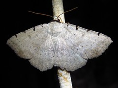 Spiloloma lunilinea