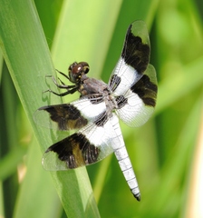 Plathemis subornata