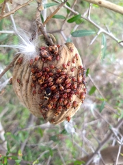 Oncopeltus unifasciatellus