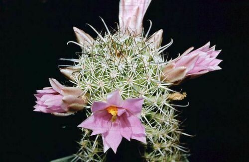 Sheldon's pincushion