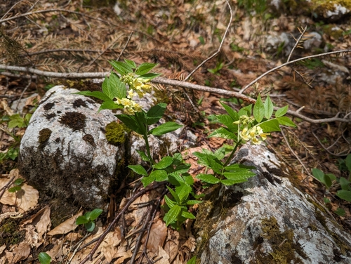 Image of Vicia oroboides by (c) Elias, some rights reserved (CC BY)