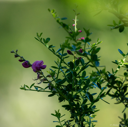 Chaparral Pea seedling