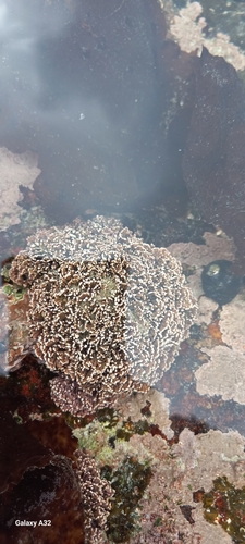 Image of Jania verrucosa by (c) Adele SL, some rights reserved (CC BY)