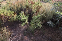 Melaleuca densa