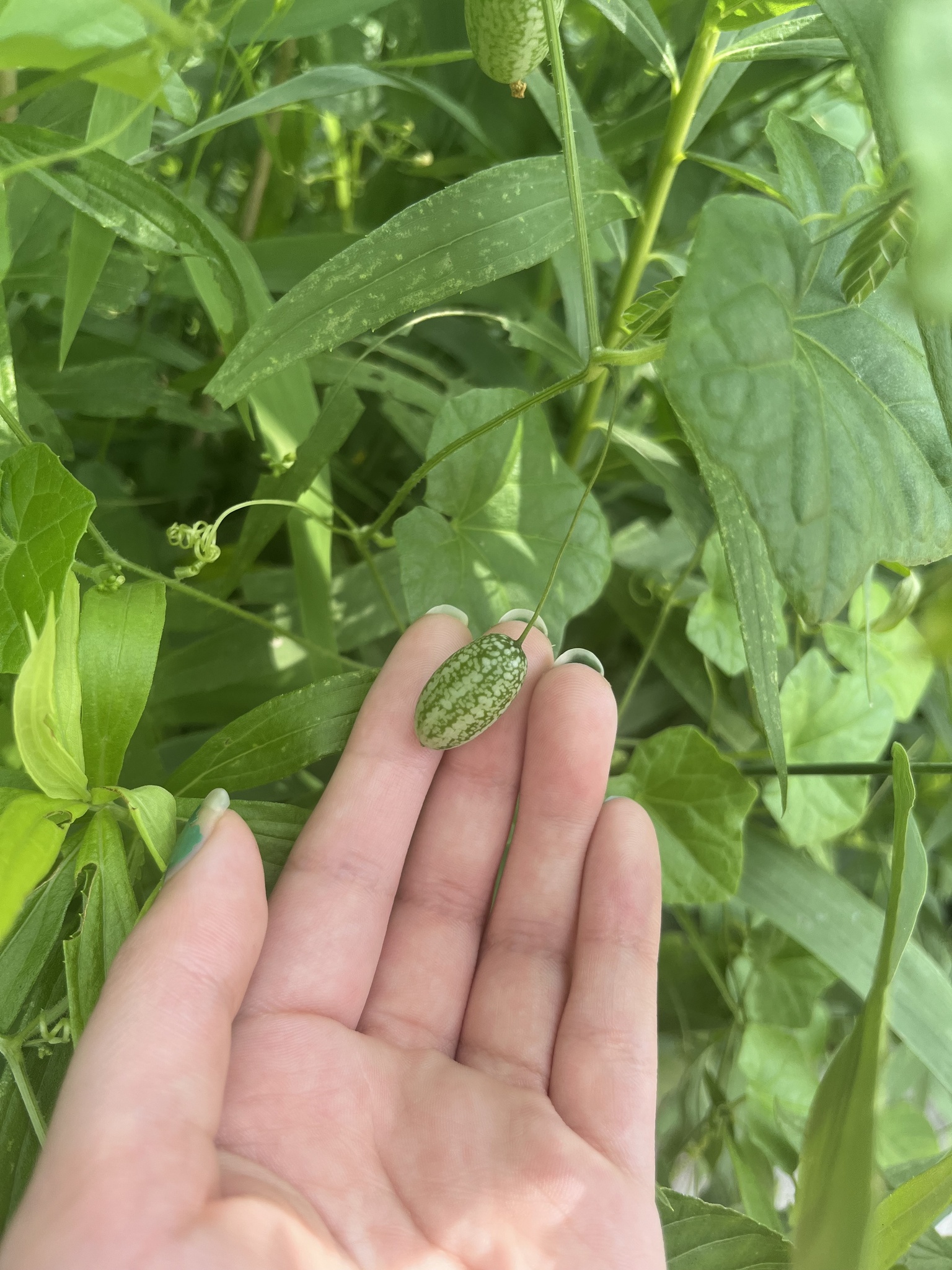 Imagem de Pepino-do-mato