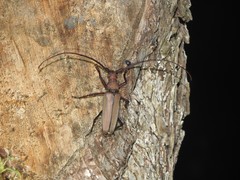 Aegolipton marginale