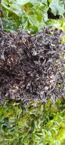 Turf Jellyweed (Gelidium reptans)