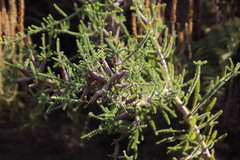Melaleuca densa