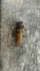 Coccoderus longespinicornis