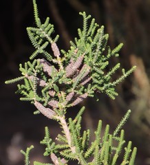 Melaleuca densa